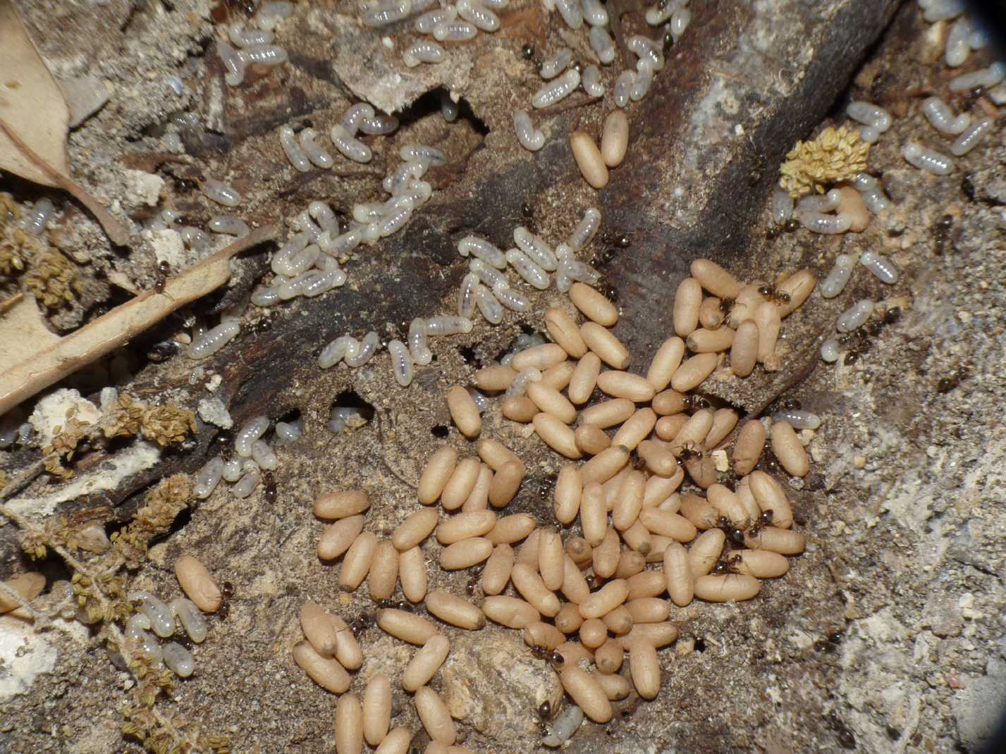 Bozzoli di sessuati di formiche Lasius sp.